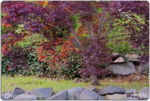 JAPANESE MAPLE AND FRIENDS