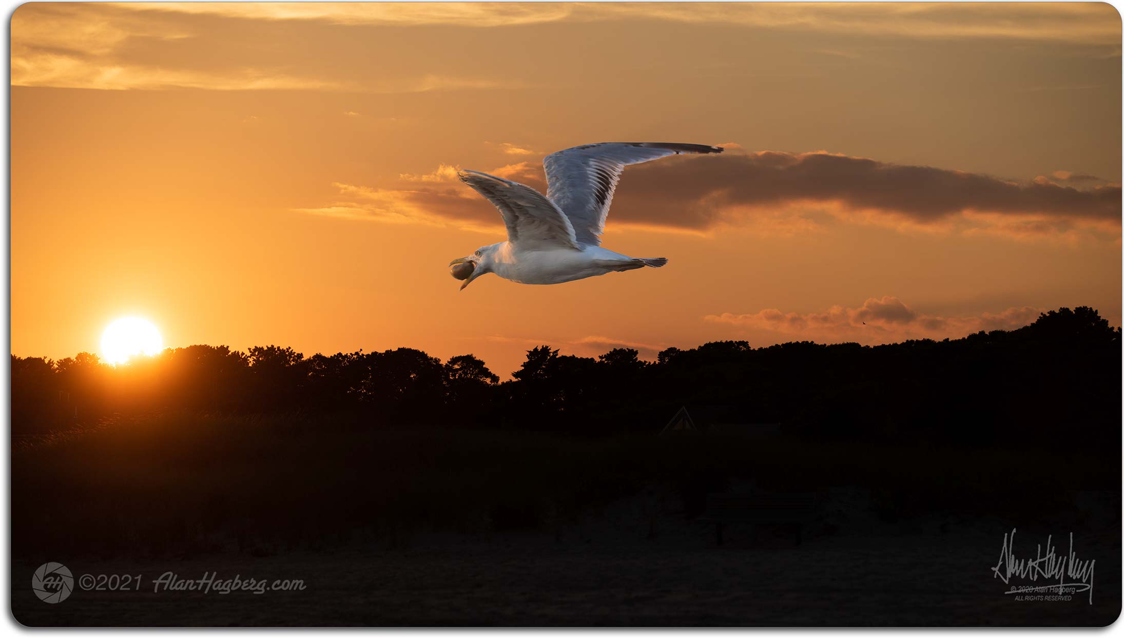 GULL AT SUNSET - WITH DINNER D810_000993+000996-SL