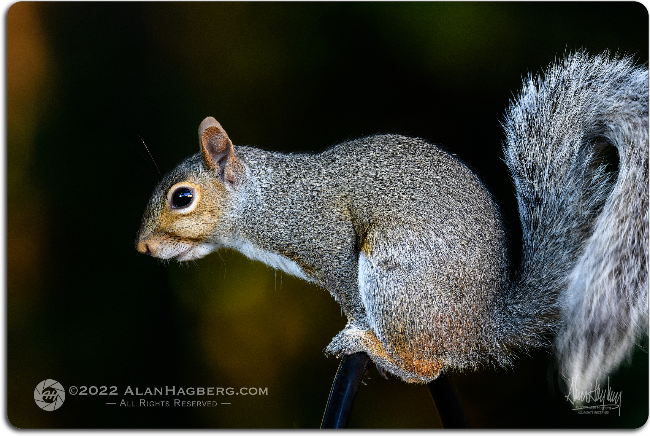 The Squirrels of Cape Cod