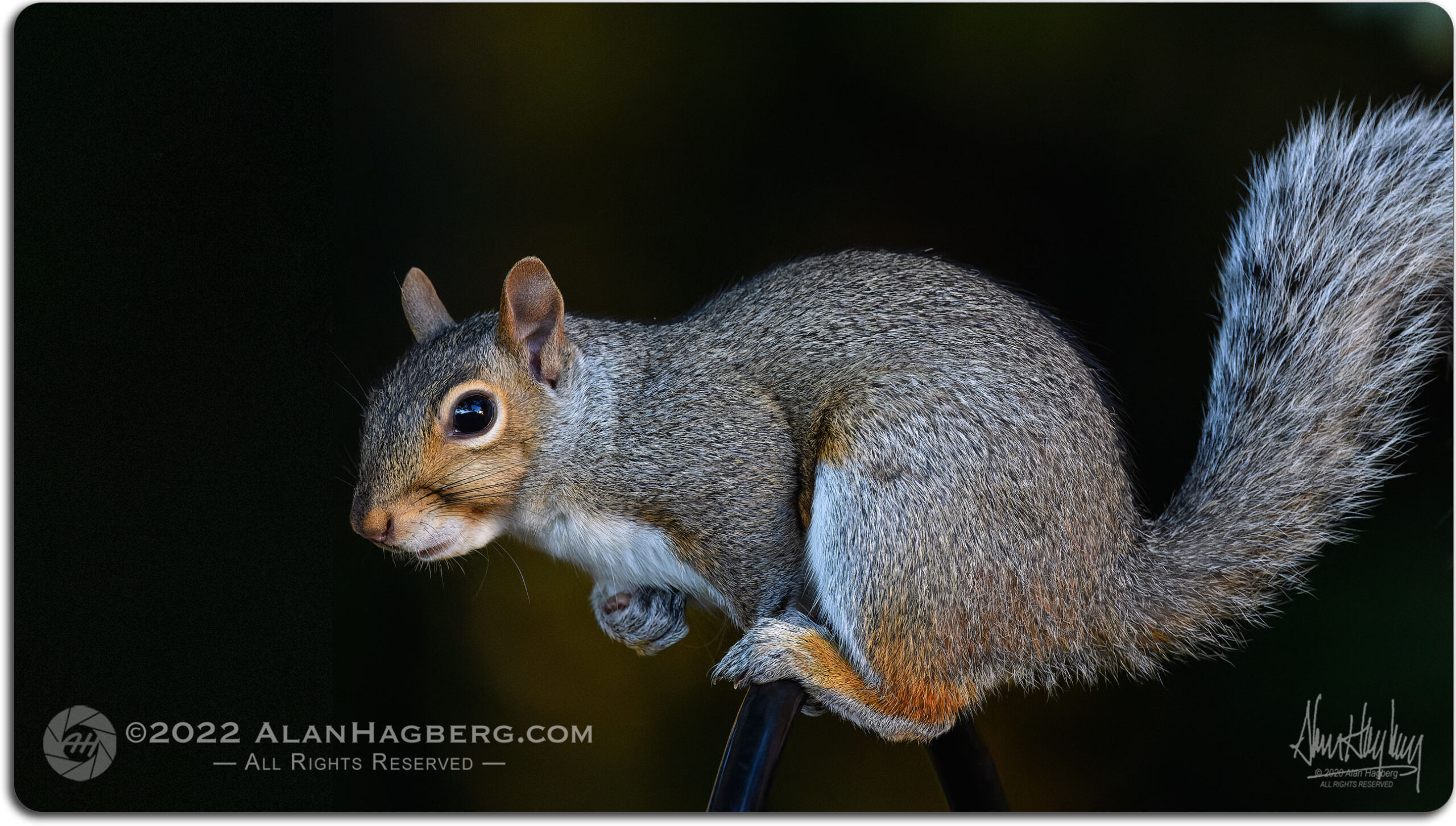 gray squirrel