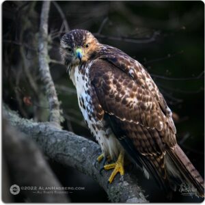 Red tailed Hawk