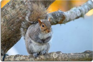 Gray Squirrel