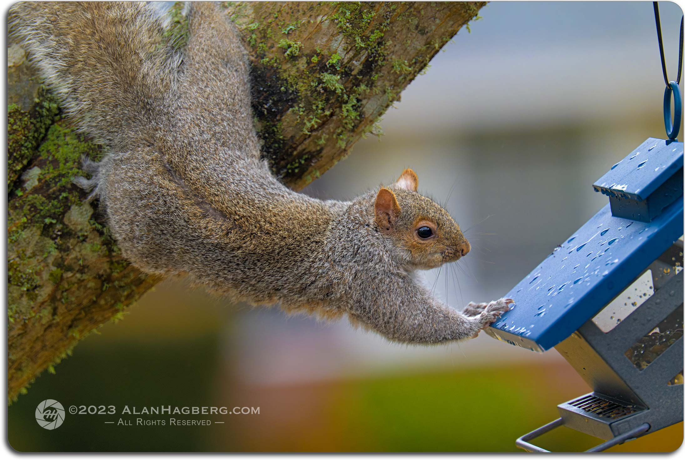 Gray Squirrel