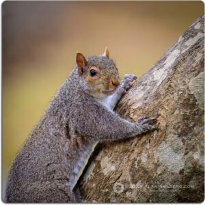 GRAY SQUIRREL #1