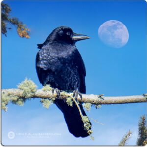 The Raven