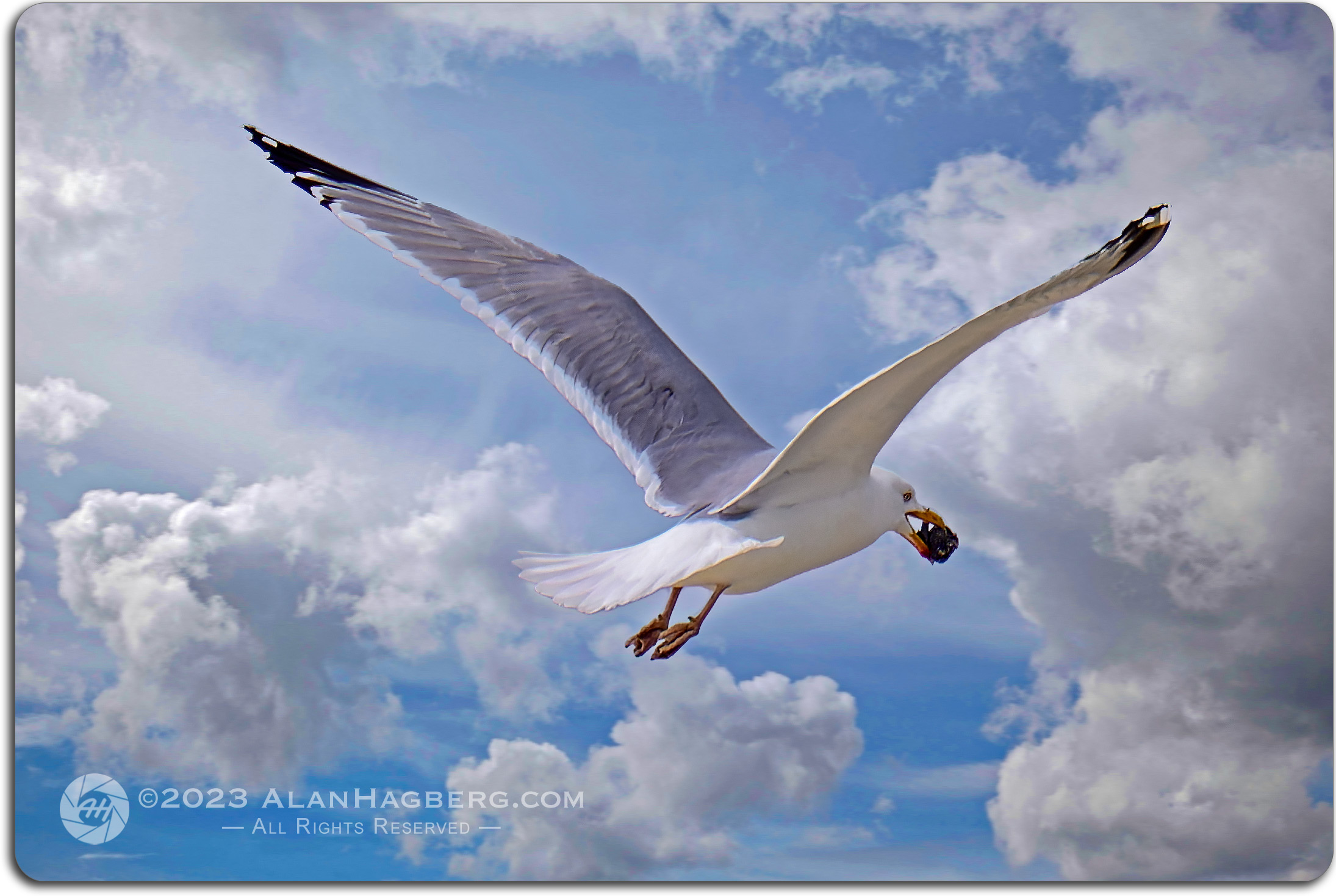 Birds of Cape Cod