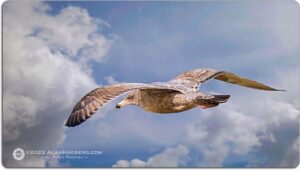 SEAGULLS