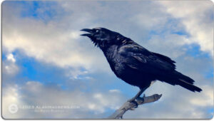 The Crow