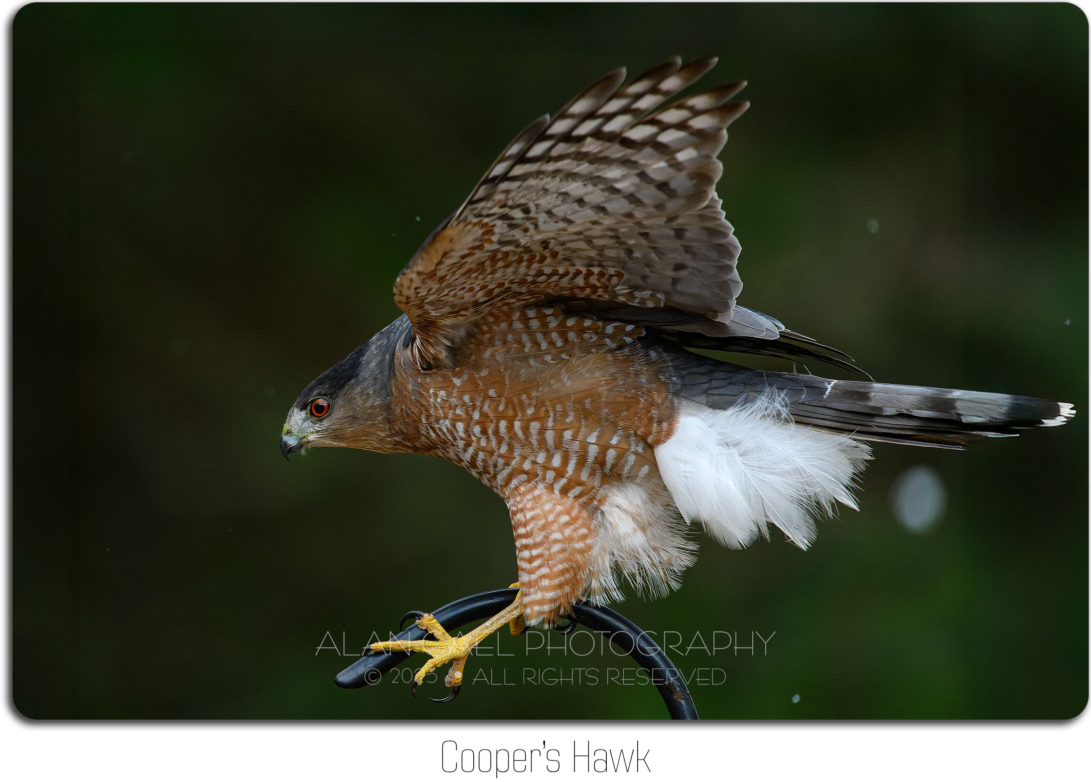 COOPER'S HAWK